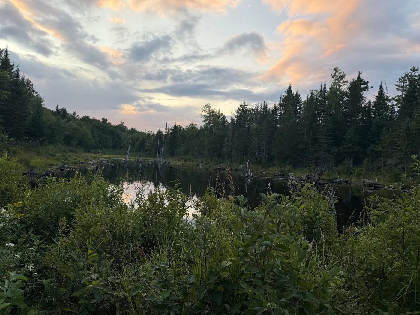 Backcountry beaver pond reflecting a pastel sunset sky, ringed by pines